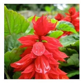 30 Adet Ateş Çiçeği Salvia Splendens Tohumu