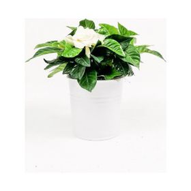 30 cm Gardenia Jasminoides Gardenya Çiçeği