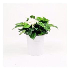 30 cm Gardenia Jasminoides Gardenya Çiçeği