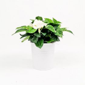 30 cm Gardenia Jasminoides Gardenya Çiçeği