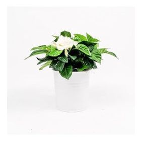 30 cm Gardenia Jasminoides Gardenya Çiçeği