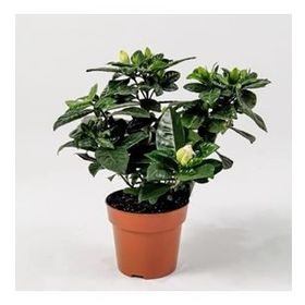 30 cm Gardenia Jasminoides Gardenya Çiçeği