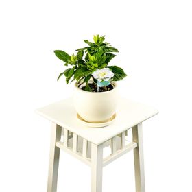 30 cm Gardenia Jasminoides Gardenya Çiçeği