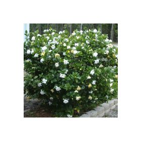 30 cm Gardenia Jasminoides Gardenya Çiçeği