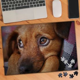 3071334 Duygu Bakışlı Yavru Köpek 240 Parça Puzzle Yapboz