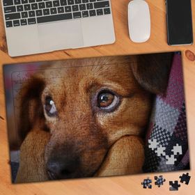 3071334 Duygu Bakışlı Yavru Köpek 240 Parça Puzzle Yapboz
