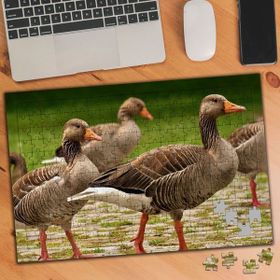 3487734 Ördek Sürüsü 240 Parça Puzzle Yapboz