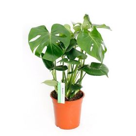 40-50 cm Monstera Deliciosa Deve Tabanı Bitkisi