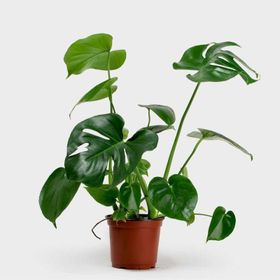40-50 cm Monstera Deliciosa Deve Tabanı Bitkisi