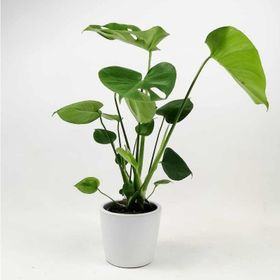 40-50 cm Monstera Deliciosa Deve Tabanı Bitkisi