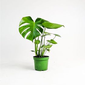 40-50 cm Monstera Deliciosa Deve Tabanı Bitkisi