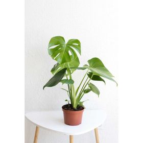40-50 cm Monstera Deliciosa Deve Tabanı Bitkisi