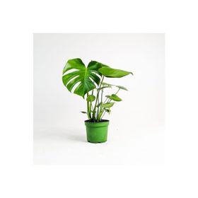 40-50 cm Monstera Deliciosa Deve Tabanı Bitkisi
