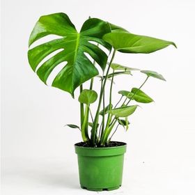40-50 cm Monstera Deliciosa Deve Tabanı Bitkisi