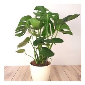 40-50 cm Monstera Deliciosa Deve Tabanı Bitkisi