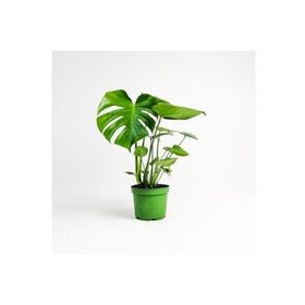 40-50 cm Monstera Deliciosa Deve Tabanı Bitkisi