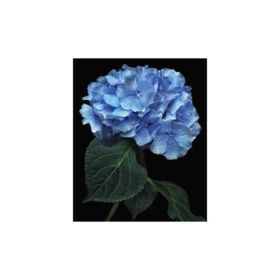 40x50 cm Renkli Cennet Çiçeği Sayılarla Boyama Seti Rulo Duvar Sticker