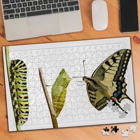 4677935 Kelebek Evrim Aşaması 240 Parça Puzzle Yapboz