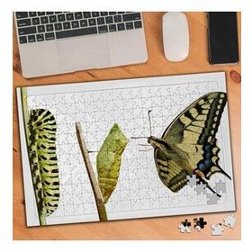 4677935 Kelebek Evrim Aşaması 240 Parça Puzzle Yapboz