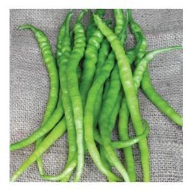 5 gr Acı Kıl Biber Tohumu