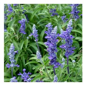50 Adet Adaçayı Salvia Officinalis Tohumu