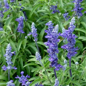 50 Adet Adaçayı Salvia Officinalis Tohumu