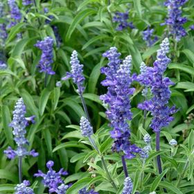 50 Adet Adaçayı Salvia Officinalis Tohumu