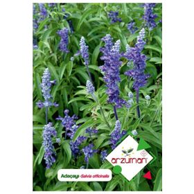 50 Adet Adaçayı Salvia Officinalis Tohumu