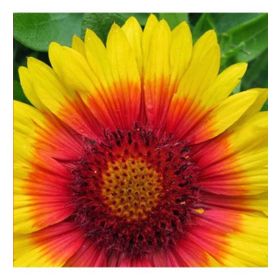 50 Adet Ay Yıldız Gaillardia Tohumu