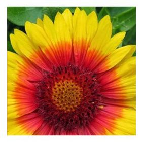50 Adet Ay Yıldız Gaillardia Tohumu