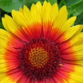 50 Adet Ay Yıldız Gaillardia Tohumu