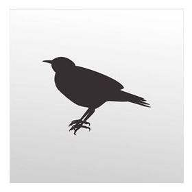 50 cm Bülbül Folyo Sticker