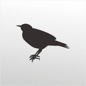 50 cm Bülbül Folyo Sticker
