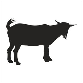 50 cm Keçi Folyo Sticker