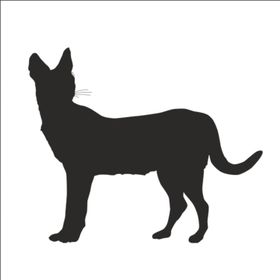 50 cm Vaşak Folyo Sticker
