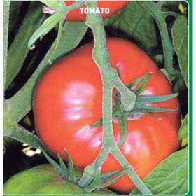500 Adet Marmande Domates Tohumu
