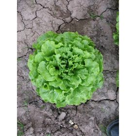 5gr Kıvırcık Marul Tohumu