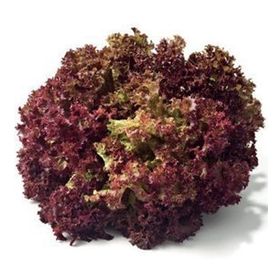 5gr Kıvırcık Marul Tohumu