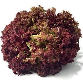 5gr Kıvırcık Marul Tohumu