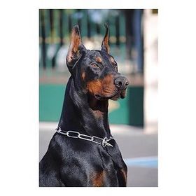 70x90 cm Doberman Sayılarla Boyama Seti Rulo Duvar Sticker