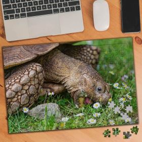 75158 Papatyalar ve Yaşlı Kaplumbağa 240 Parça Puzzle Yapboz