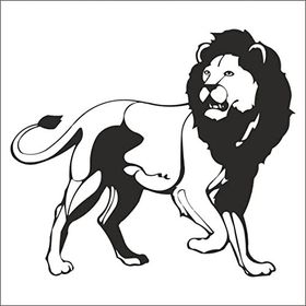 80 cm Aslan Lion Folyo Sticker