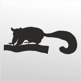 80 cm Kokarca Folyo Sticker