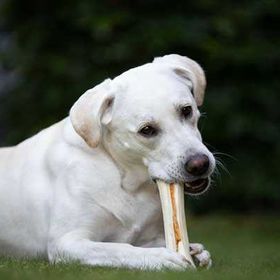 8in1 Large 130 gr Delights Bones Köpek Ağız Bakım Ödül Kemiği