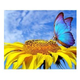 90x110 cm Ayçiçek ve Kelebek Sayılarla Boyama Seti Rulo Duvar Sticker