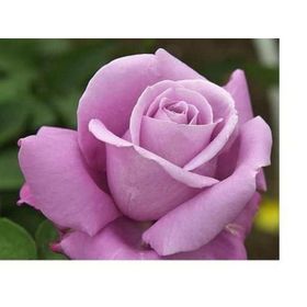 Açık Kök Yoğun Kokulu Violet Menekşe Renkli Yediveren Gül Fidanı