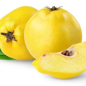 Açık Köklü Eşme Ayva Fidanı