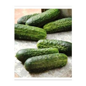 Agrodal Tarım 100 Adet Hıyar Tohumu