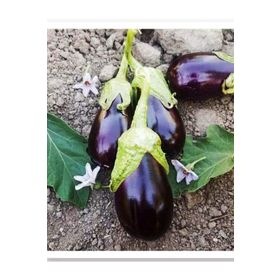 Agrodal Tarım 100 Adet Tohum Yöresel Yağlık Biber Ata Tohumu