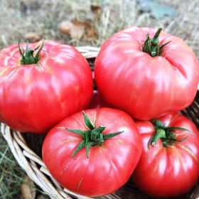 Agrodal Tarım Ata Tohumu Yerli Dilimli Pembe Köy Domatesi 100 Adet Tohum